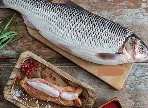 قیمت خرید ماهی سفید شمال عمده به صرفه و ارزان